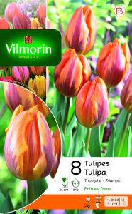 Tulipe Prinsesse Irene (x8)